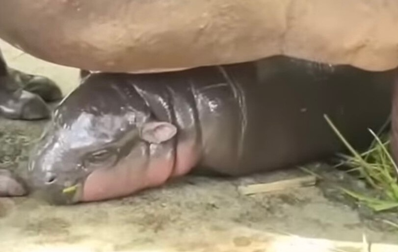 Un bébé hippopotame